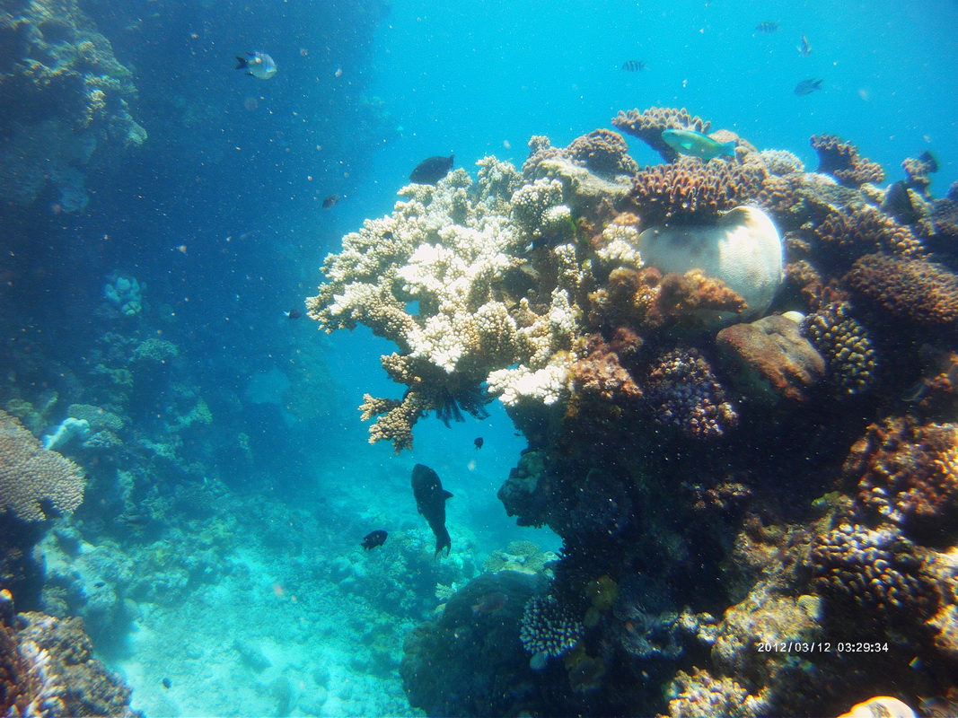 Great Barrier Reef Tour in Small Group