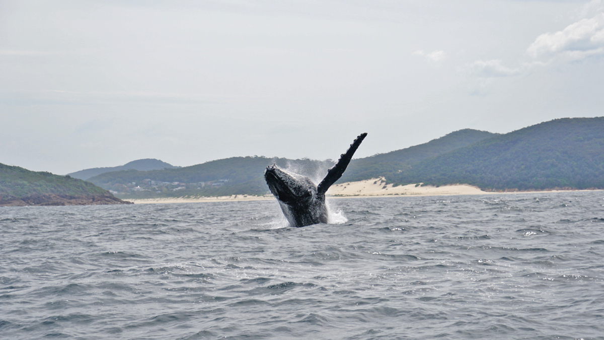 On Port Stephens, Dolphin/Whales Photo16