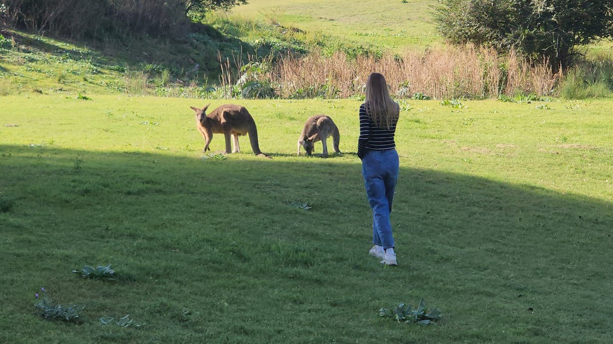 Wild kangaroos grazing in a grassy clearing — secret guide spot near Windsor