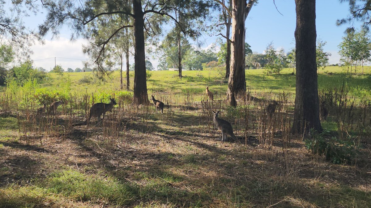 Wild kangaroo mob in eucalyptus woodland on the outskirts of Sydney