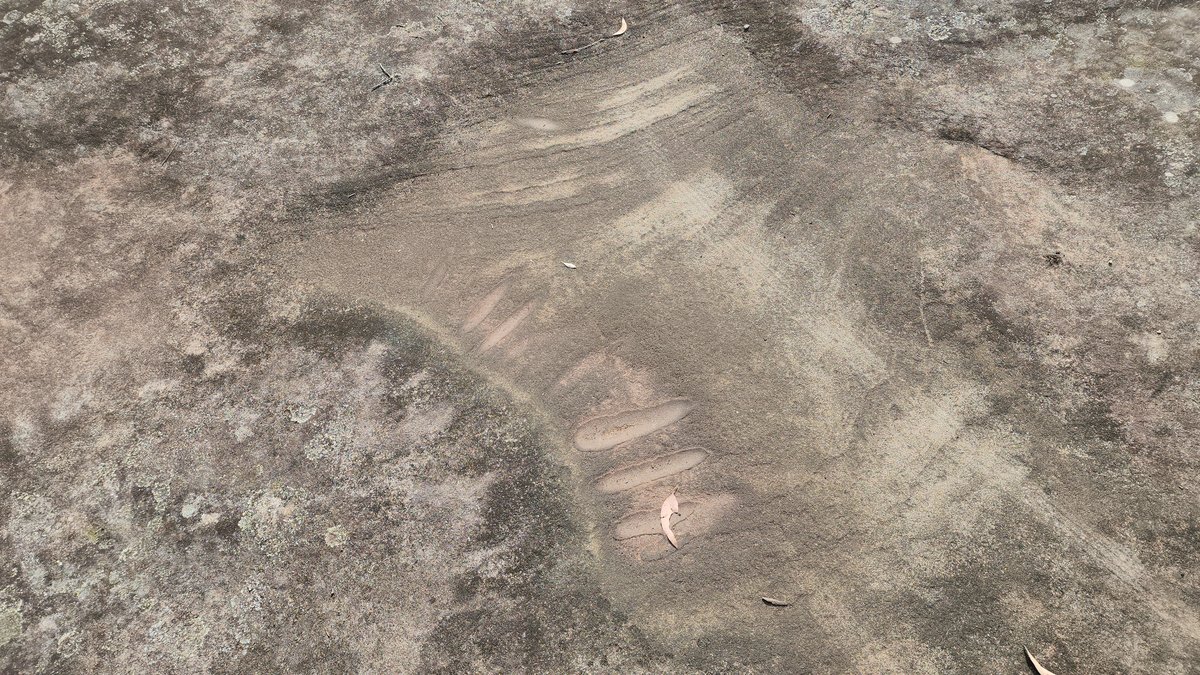 Ancient Aboriginal rock engravings on sandstone near the wild kangaroo spot
