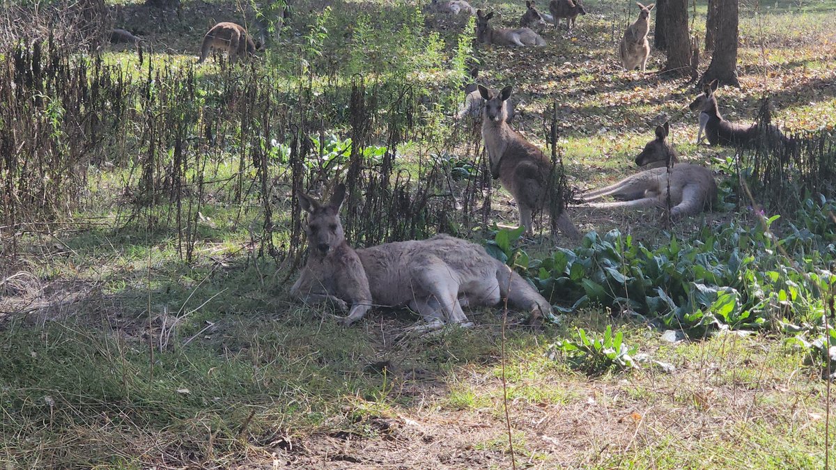 Wild kangaroo mob resting in shade — natural habitat near Windsor