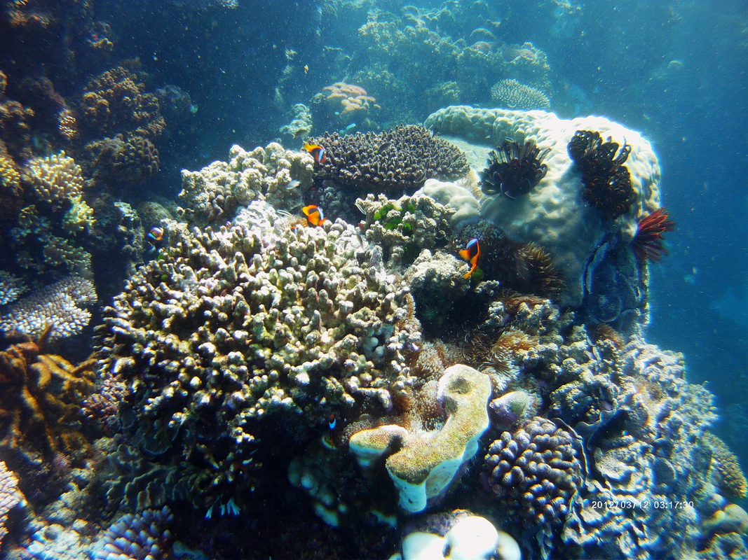 Great Barrier Reef Tour in Small Group