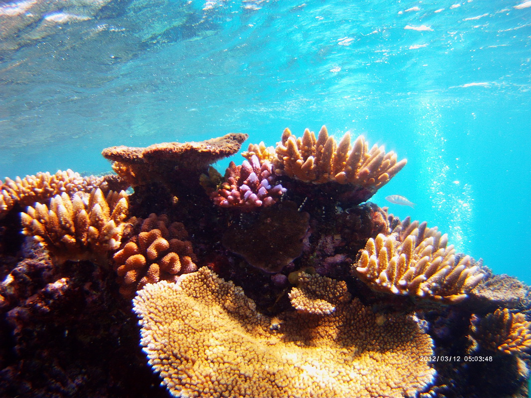 Great Barrier Reef Tour in Small Groupr