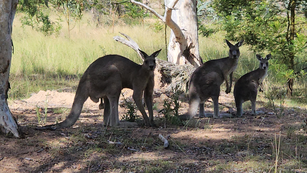 Wild kangaroos playing on a private tour