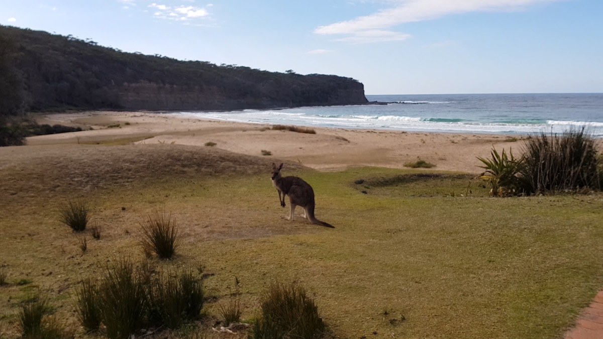 South Coast, Jervis Bay & Kangaroo Valley Tour