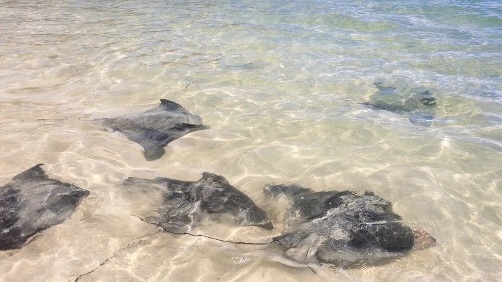 Wild smooth stingrays in the clear shallows at Jervis Bay