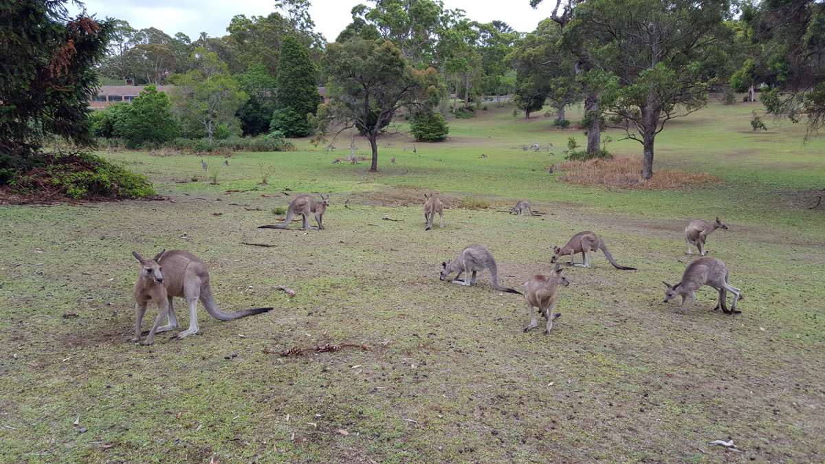 On Australian Wild Animals Photo9