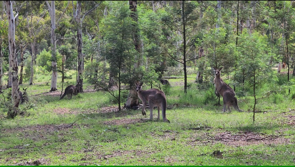 Kangaroos in the eucalyptus forest of Tidbinbilla Nature Reserve near Canberra
