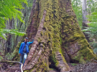 Gigantic Eucalyptus