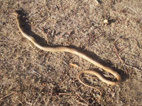Eastern Brown Snake