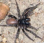 Sydney Funnel-Web Spider
