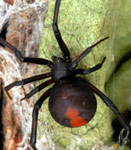 Redback Spider