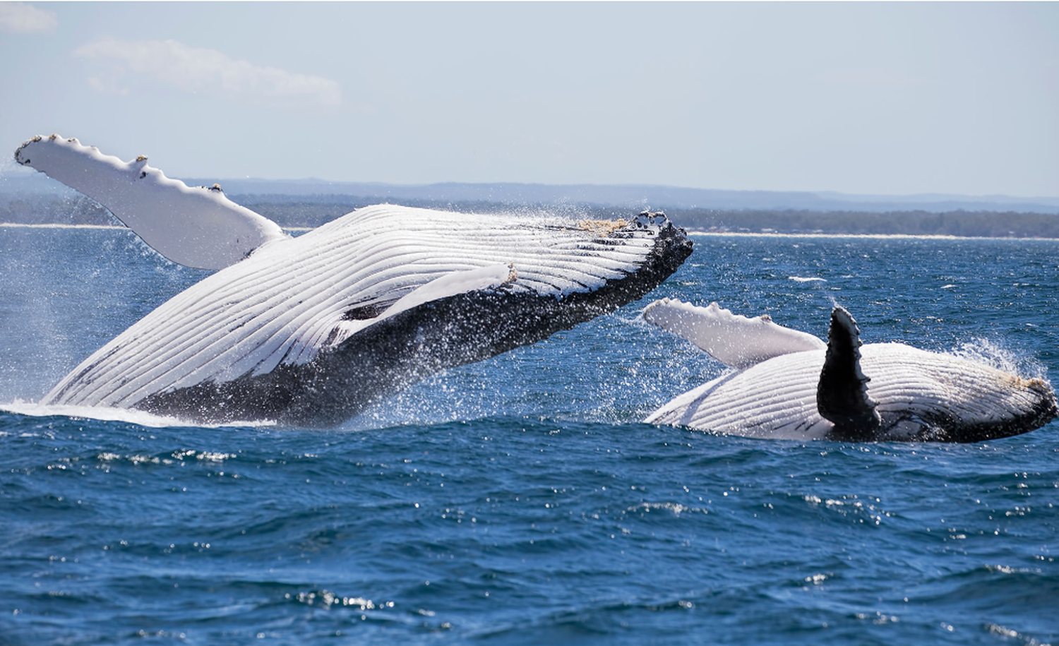 Two humpback whales breaching together off the New South Wales coast near Sydney during the May to November whale migration