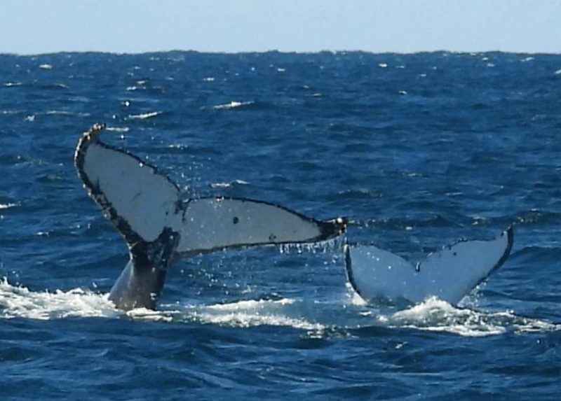Two humpback whale tails (flukes) at Port Stephens whale watching north of Sydney
