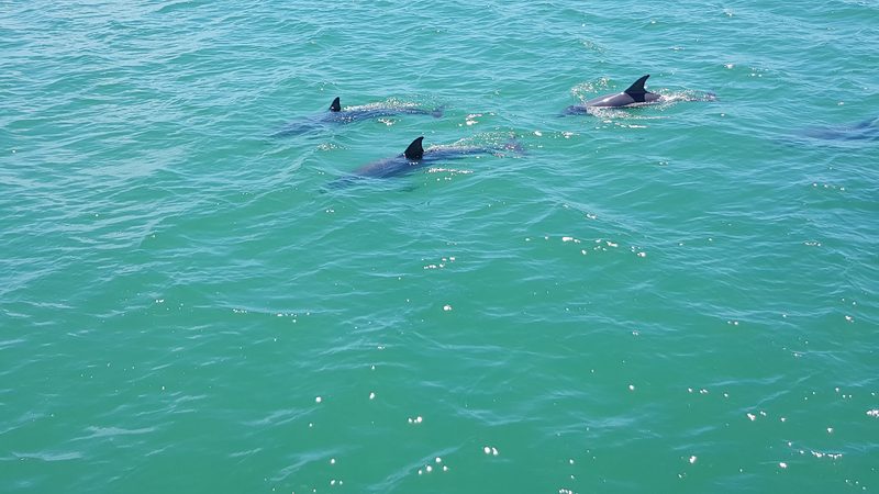 Bottlenose dolphins in the turquoise water at Port Stephens